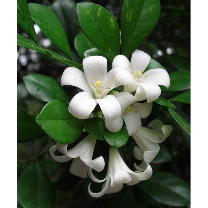 Buy Pokok Bunga Harum Sedap Sundal Malam Promosii Seetracker Malaysia