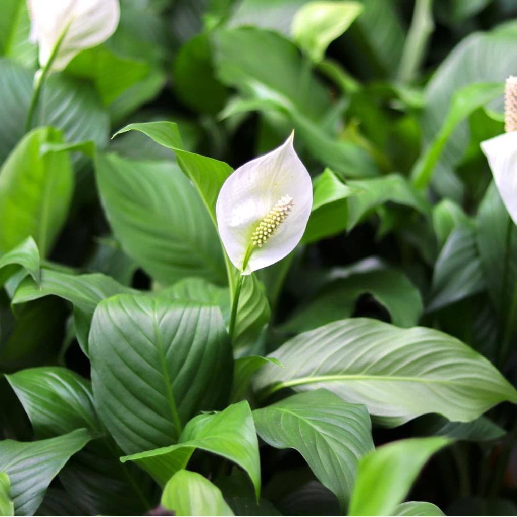 Buy Live Plant Pokok Peace Lily Seetracker Malaysia