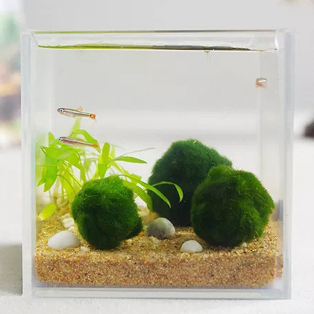 Japanese Marimo Ball Moss For Aquarium Shrimp And Fish Shopee Malaysia