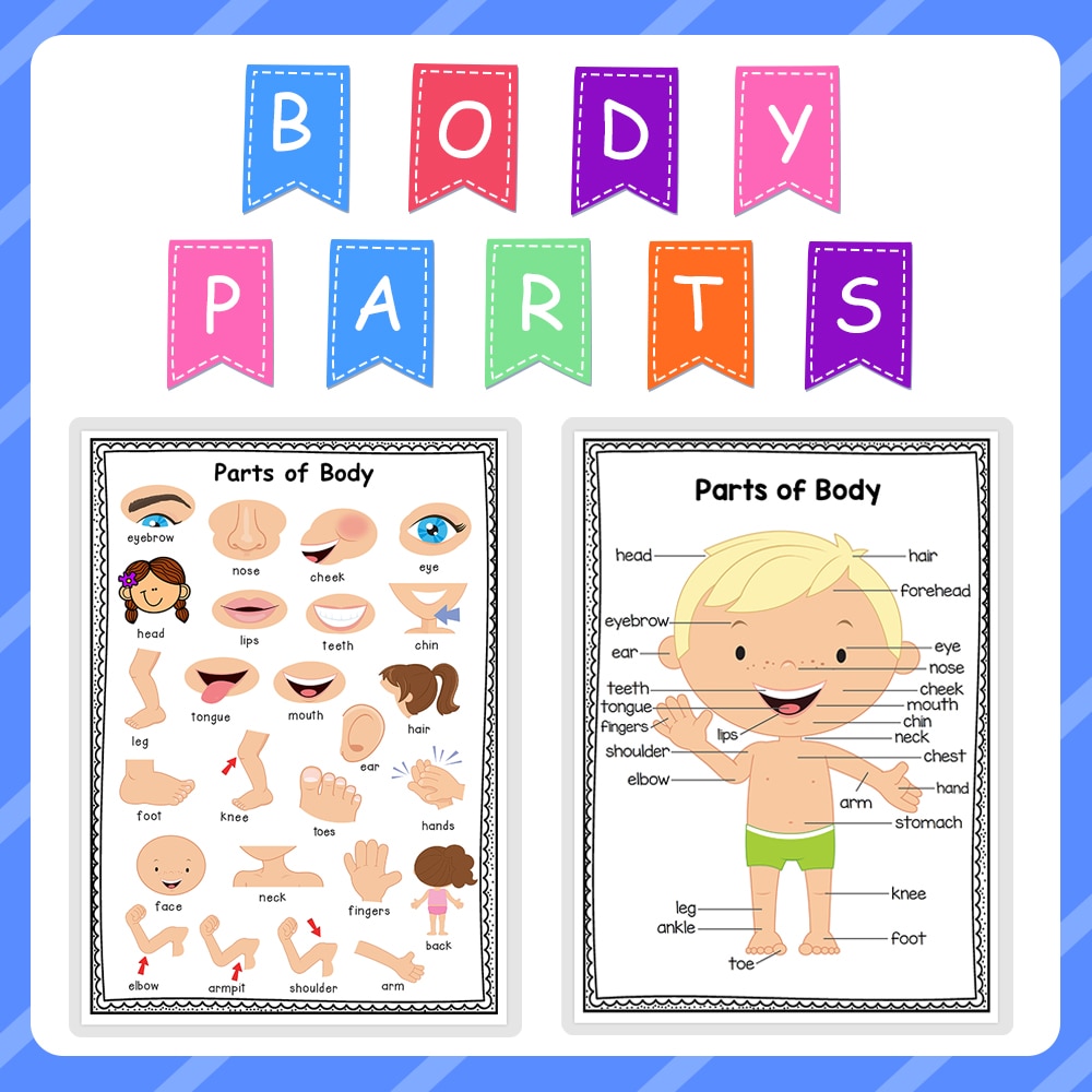 2Pcs Body Parts Preschool Classroom Decoration Posters Homeschool Supplies Educational Posters for Kids Teach Division