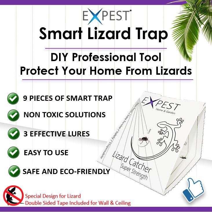 How To Get Lizard Off Sticky Trap 9 Pcs Lizard (Cicak/Gecko) Sticky Smart Trap / Lizard Killer DIY