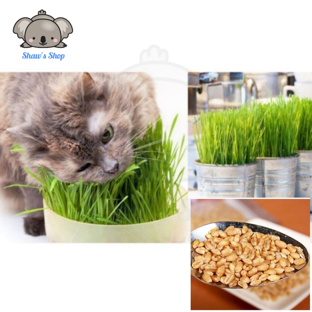 Rumput Kucing High Germination Rate Easy Grow Cat Health Grass x 