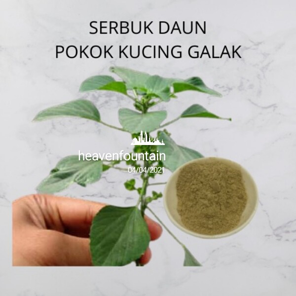 Serbuk Daun Kucing Galak Shopee Malaysia