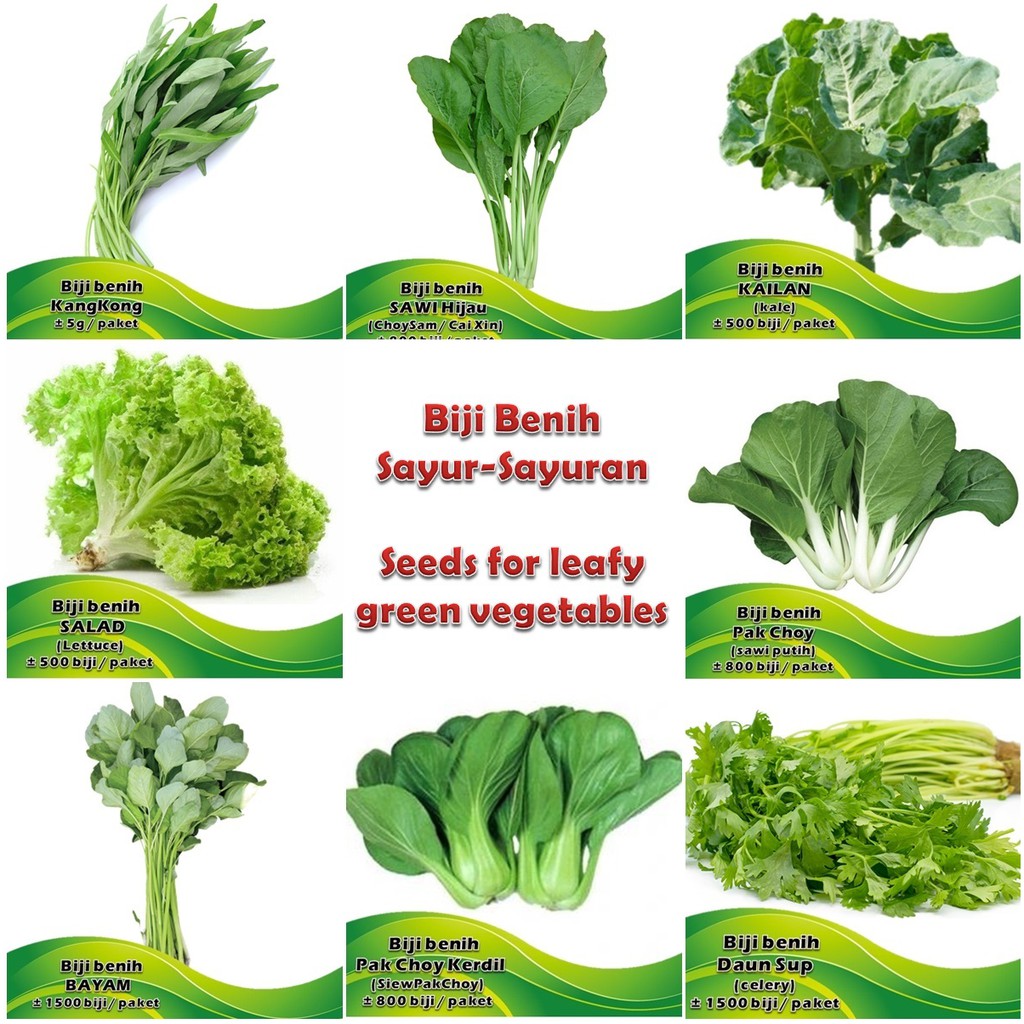 Biji Benih Sayur Sayuran Hijau ekonomi vegetable seed 