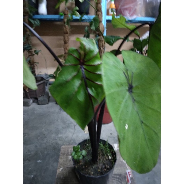 Ready Stock Colocasia Pharoah Mask Keladi Topeng Firaun Saiz L