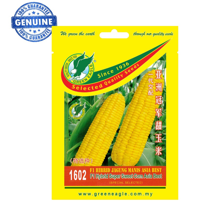 1602 F1 HYBRID ASIA BEST SUPER SWEET CORN 1602 F1 HIBRID JAGUNG 