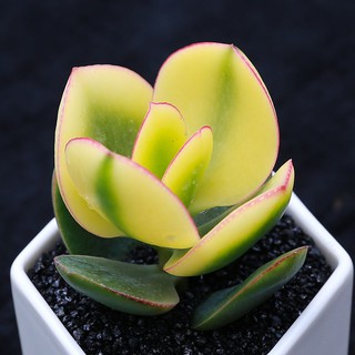 多肉植物 姬红花月红叶玉树老桩多肉植物盆栽群生多头新花月锦肉肉绿植花卉 Shopee Malaysia