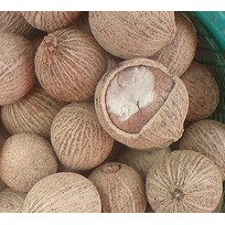 (BEST SELLER) BUAH KULIM - BAWANG PUTIH HUTAN - SCORODOCARPUS BORNEENSIS BECC-JUNGLE GARLIC