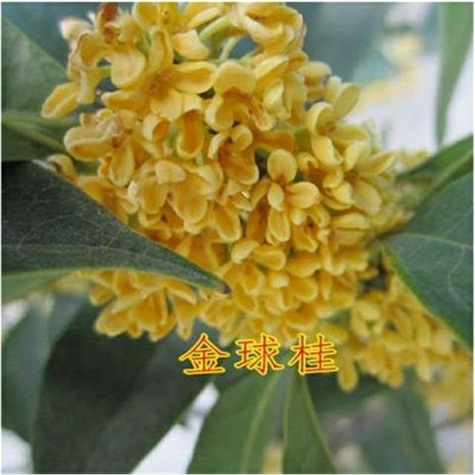 Osmanthus Seeds Golden Osmanthus Aloes Fragrans Osmanthus Tree Seeds O桂花 种子金桂沉香八月桂花树种子桂花种籽四季盆栽阳台花卉种籽3 24 Shopee Malaysia
