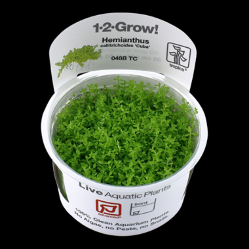 Official Dealer Tropica 1 2 Grow Hemianthus Callitrichoides 048b Tc Shopee Malaysia