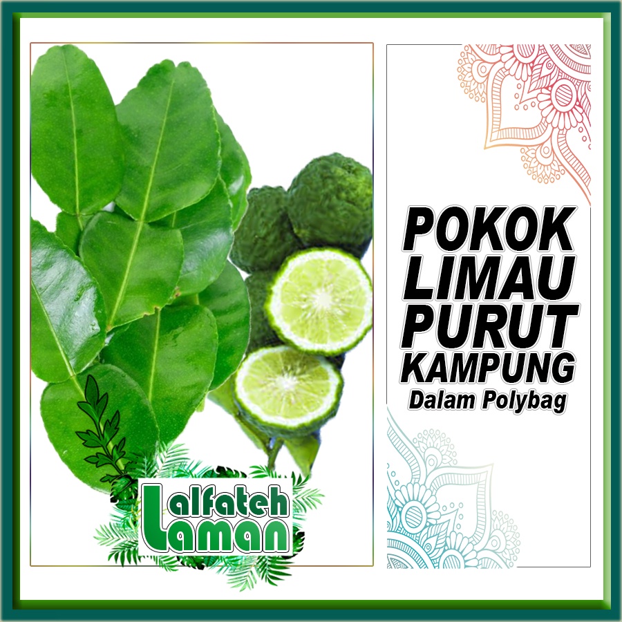 limau purut menghalau jin