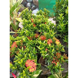 Pokok Bunga Ixora Siantan Shopee Malaysia