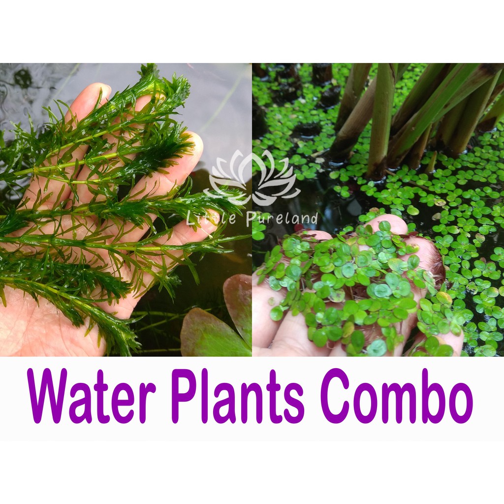 Hydrilla + Duckweed Tumbuhan air Floating plant | Shopee Malaysia