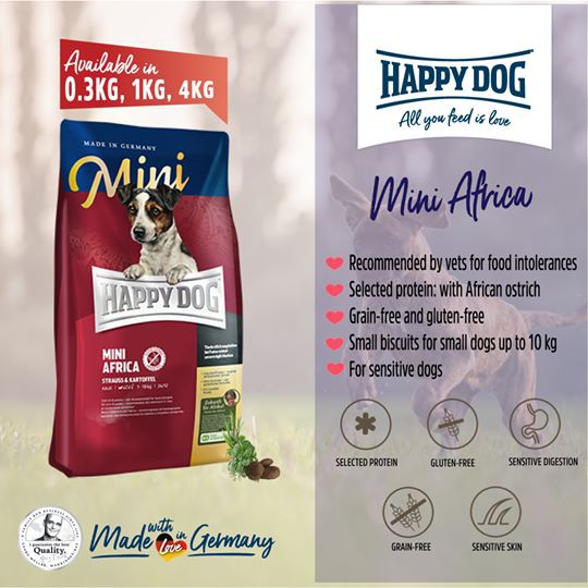 mini africa happy dog