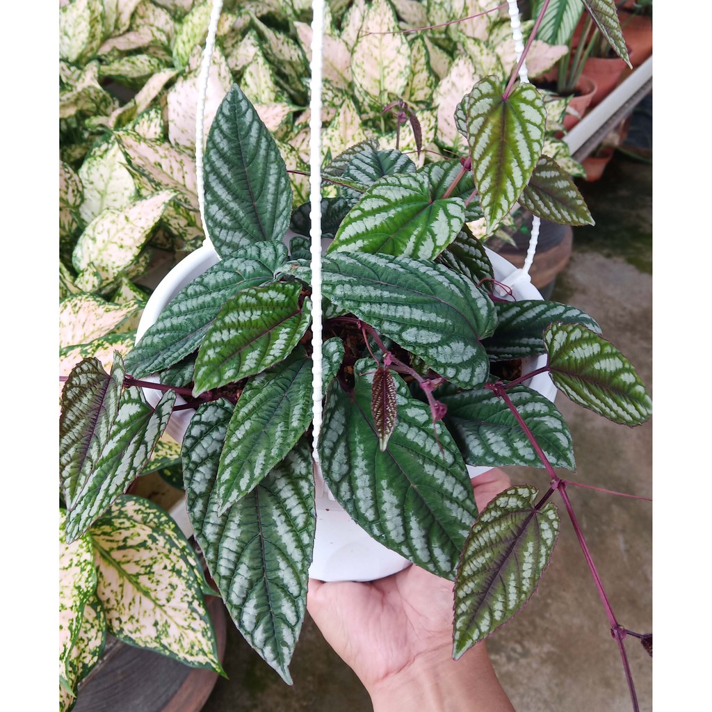 Exotic Plant - Cissus Javana ( Princess Vine) | Shopee Malaysia