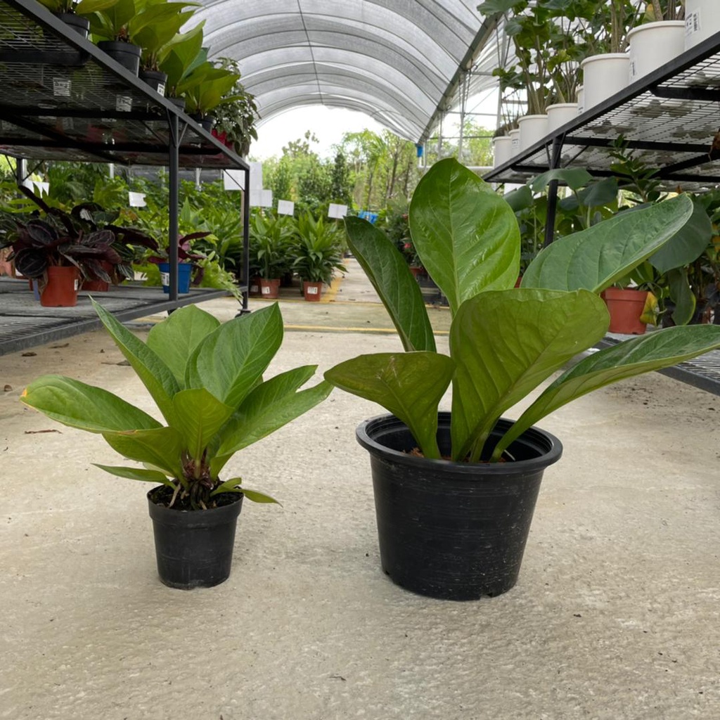 Fkf Jungle Bush Indoor Plant Ready Stock