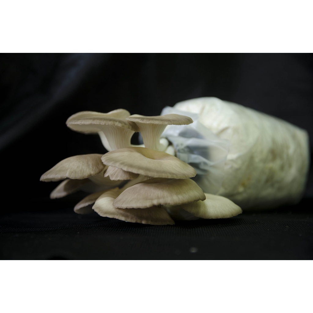 cendawan - Prices and Promotions - Dec 2021  Shopee Malaysia