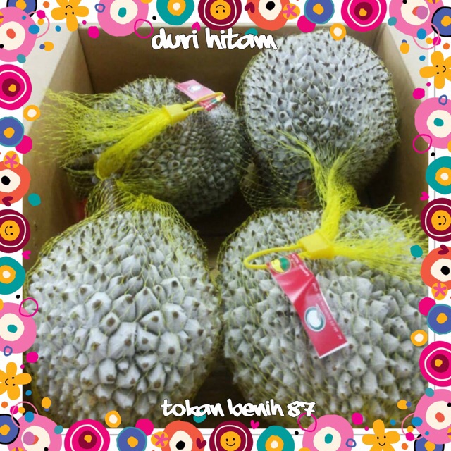 Theshaxfeen Pokok Durian Duri Hitam Ochee Shopee Malaysia