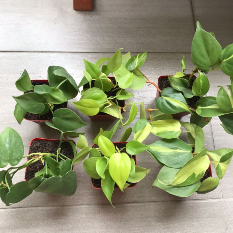 Philodendron Scanden Family Indoor Plant with Pot (Gold, Green, Var ...