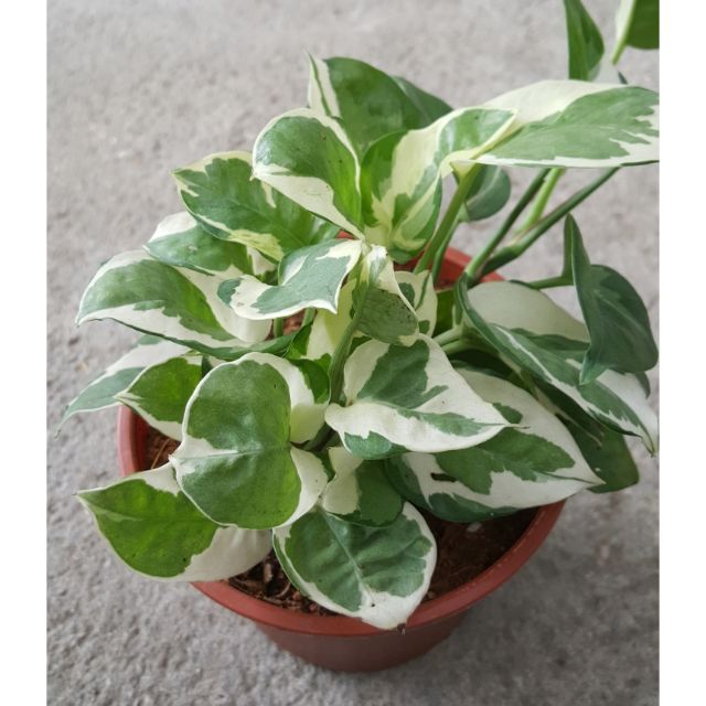 Money plant variegated_Epipremnum var.white | Shopee Malaysia