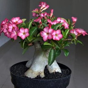 Adenium Arabicum RCN (Rachinee) 5/10 seeds.Thailand Origin (Ready Stock ...