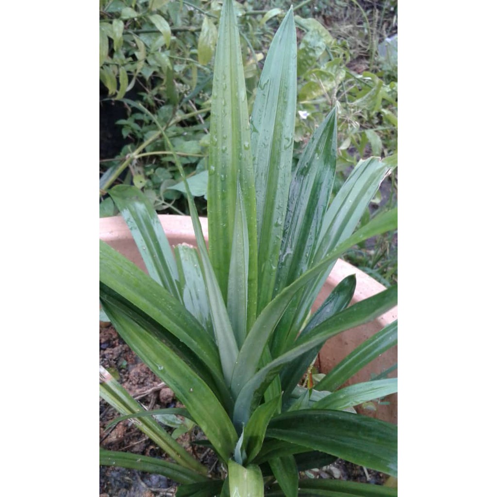 pandan-leaves-plant-pandanus-amaryllifolius-shopee-malaysia