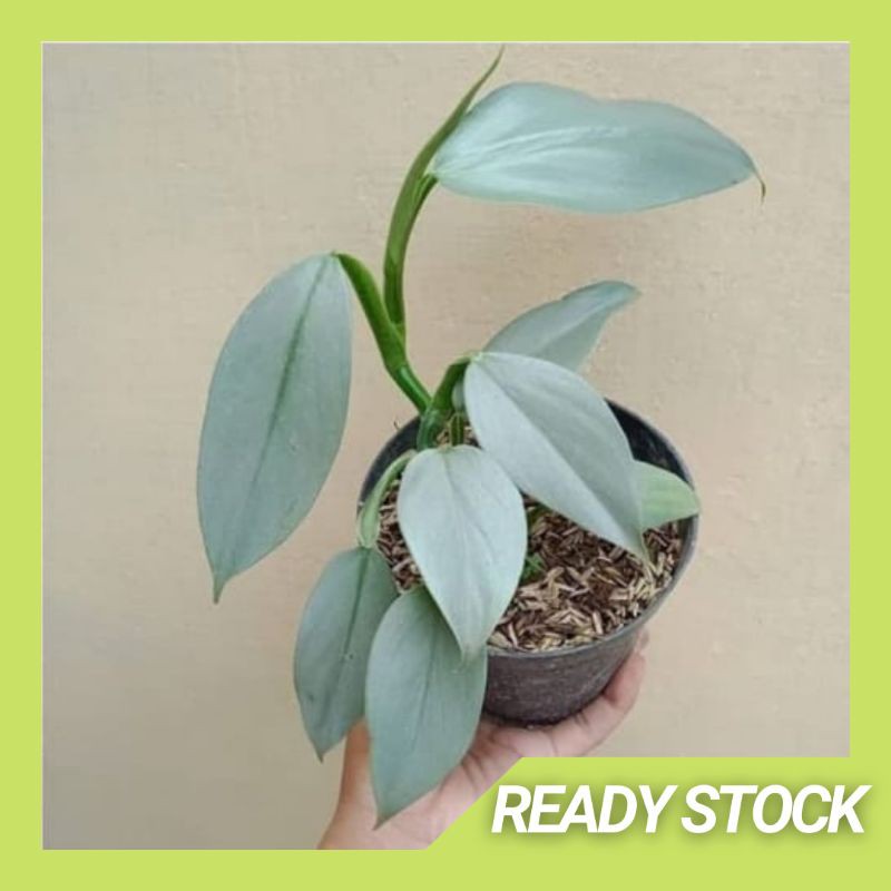 Philodendron Hastatum Silver Real Plants Pokok Hidup Shopee Malaysia