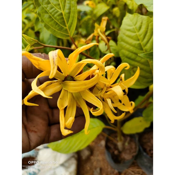Buy Pokok Bunga Kenanga Kuning Berbau Seetracker Malaysia