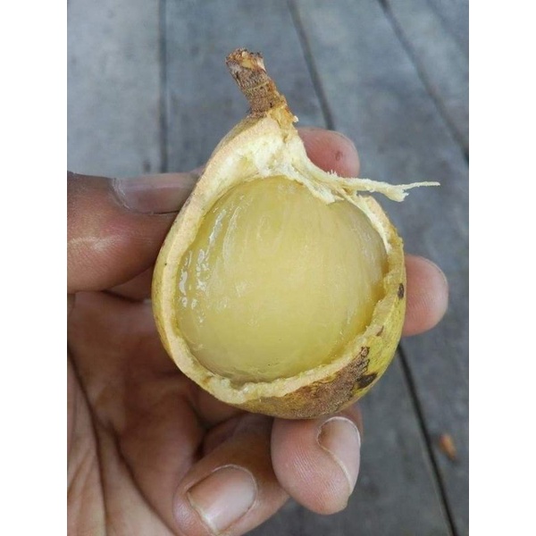 Buy pokok matua atau pokok longan Brazil  SeeTracker Malaysia