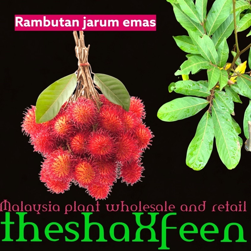 Buy Pokok Rambutan Jarumas Jarum Emas Theshaxfeen Seetracker Malaysia