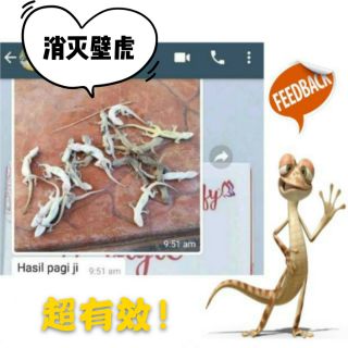 Racun,Ubat Cicak (Jenis Krim) / Lizard Killing Bait Poison 