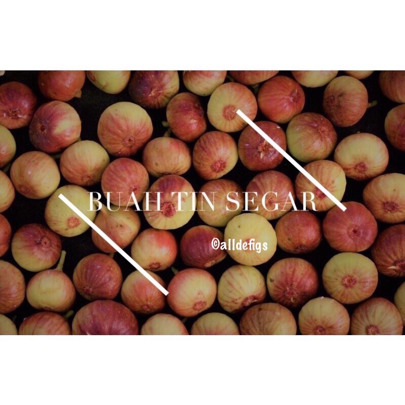 BUAH TIN SEGAR/FRESH FIG 500g(PESTICIDE FREE&WAX FREE)