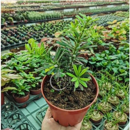 TKL - Outdoor Podocarpus Diamond/Little Red Riding Hood/Chrisantenum/Plait FengShui金钻/小红帽/菊花罗汉松/五福罗汉松