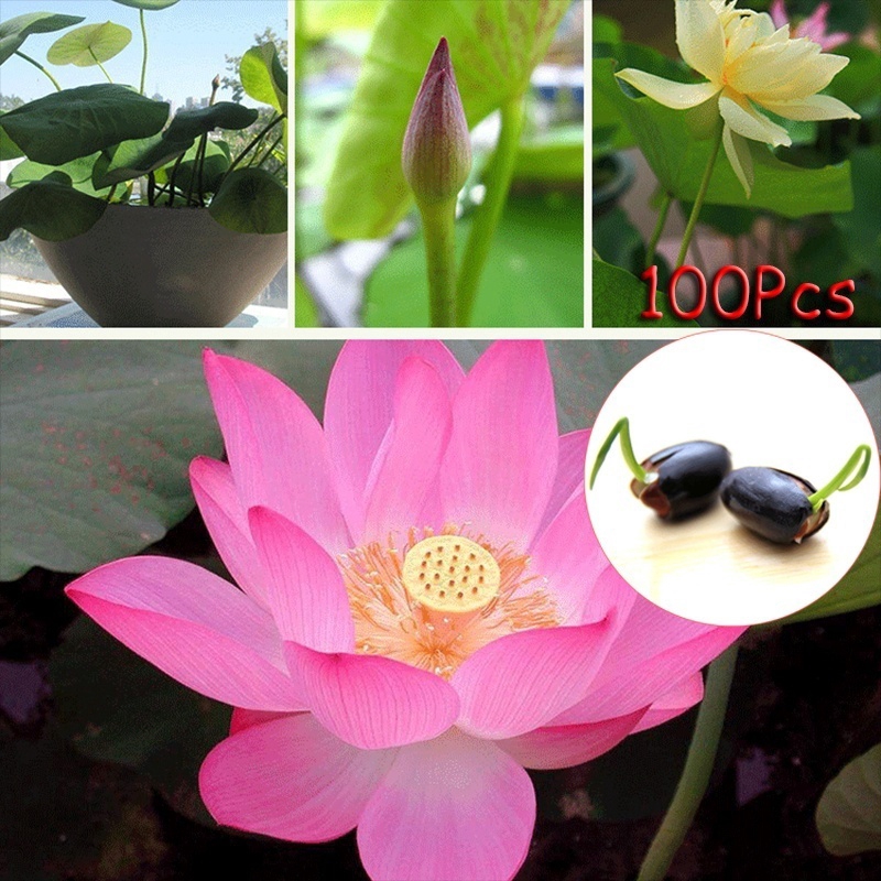 10pcs Seeds Lotus Flower Rare Water Plant Bonsai Hydroponic Garden Random Color