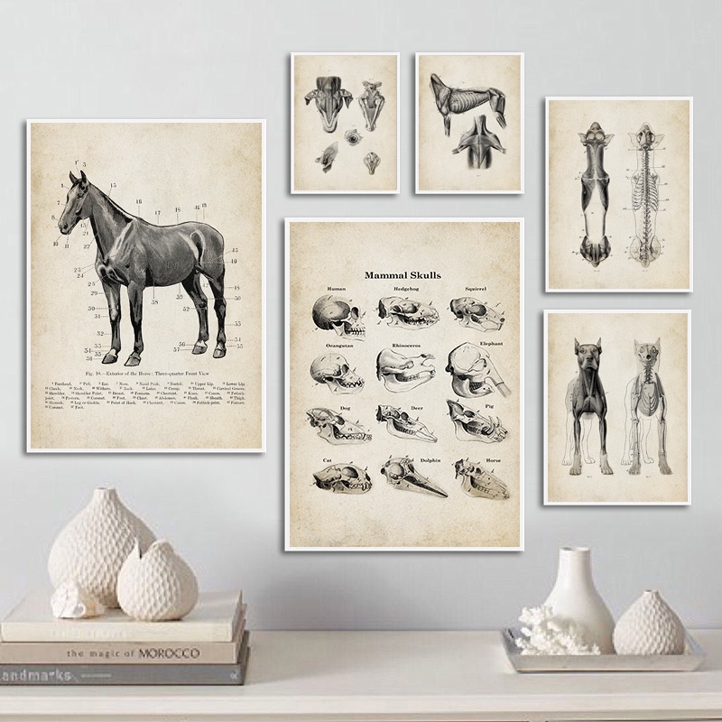 Dog Horse Animal Anatomy Poster Vintage Skeleton Skull Medical Painting