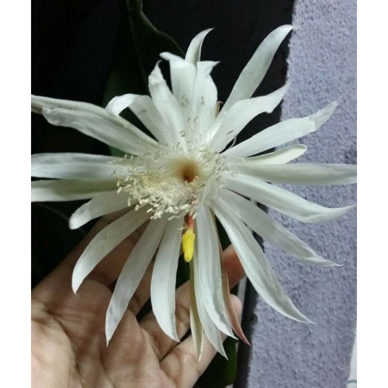 Buy Anak Pokok Bunga Bakawali Kembang Malam Queen Of The Night Bunga Wijaya Kesuma Seetracker Malaysia