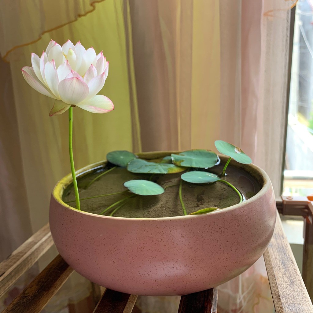 Flower Pot Lotus Basin 四季水生种子水培植物水养花水莲花种藕睡莲阳台观赏荷花盆栽