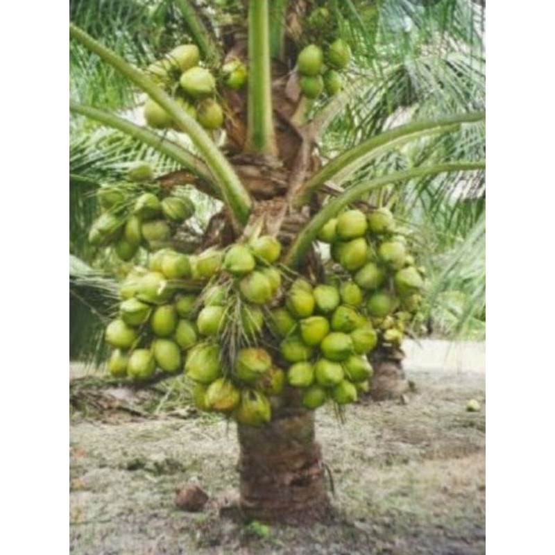 Promosi Benih Kelapa Mataq Buah Lebat / Ready Stok  Shopee Malaysia