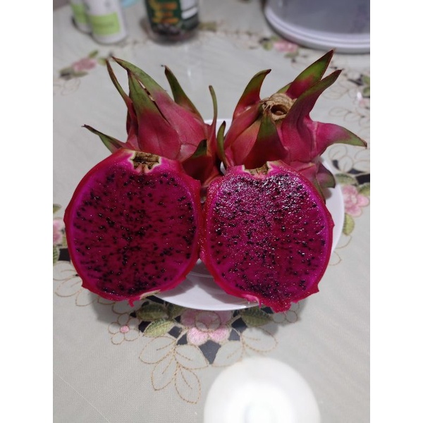 Dragon fruit/purple haze dragon fruit/ keratan pokok buah naga/ panjang keratan 1 kaki