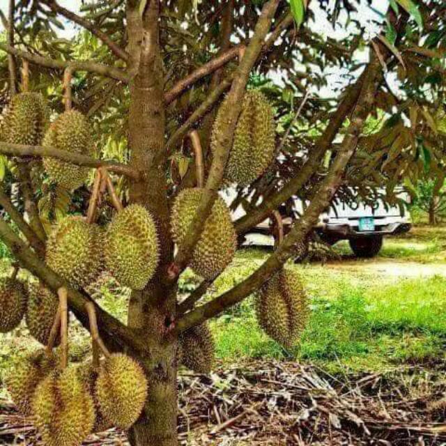  Pokok durian  mothong Shopee Malaysia