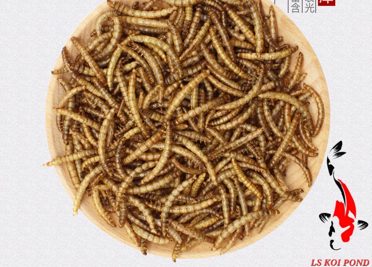 LS KOI POND, Online Shop Shopee Malaysia