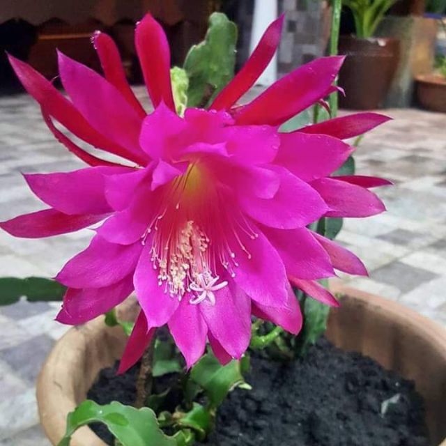 Anak Pokok Bakawali Magenta Bunga Bakawali Shopee Malaysia