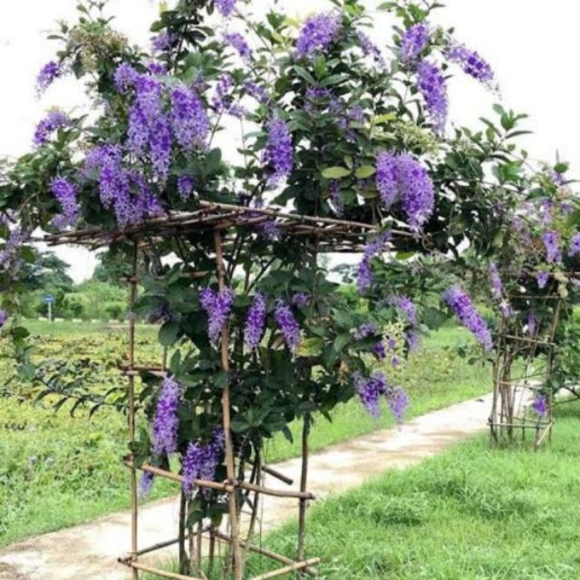 Buy Climbing Plant In Pot Sandpaper Vine Flower Live Plant By Nawan Garden Seetracker Malaysia
