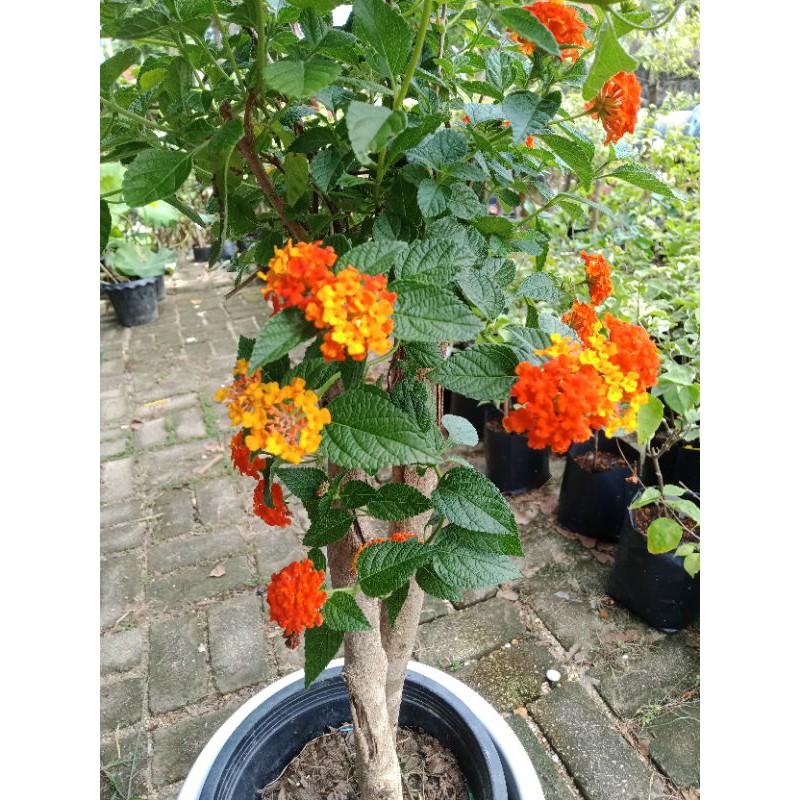 Buy Raedy stock Pokok Bunga Lantana,hiasan halaman rumah.home deco 