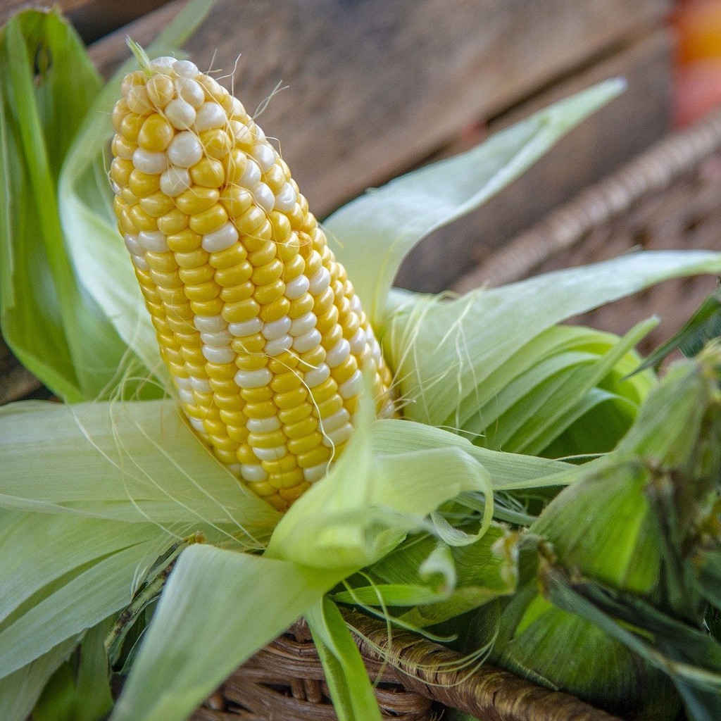 Jagung Mutiara (6pcs) Original Cameron Highland - Harga ...