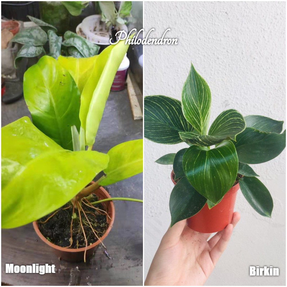 Indoor Plant Philodendron By Ls Group Shopee Malaysia