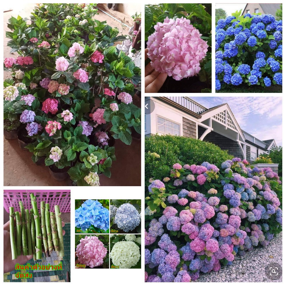 Buy Hot Selling Pokok Bunga Kembang 3 Bulan Thailand Pokok Zubaidah Live Plant Hydrangea Thailand Homegarden Seetracker Malaysia