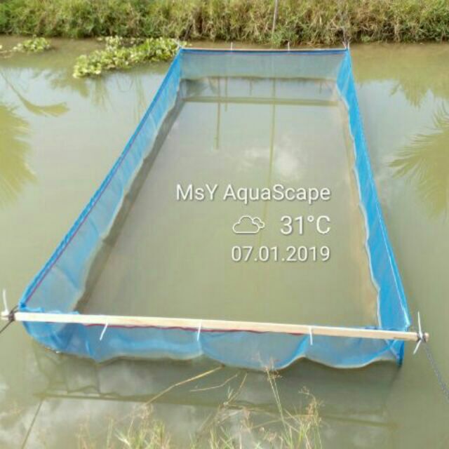 10x5x3ft Pukat Asuhan Anak Ikan Fish Netting Sangkar Ikan Kolam Ikan Hapa Net Shopee Malaysia