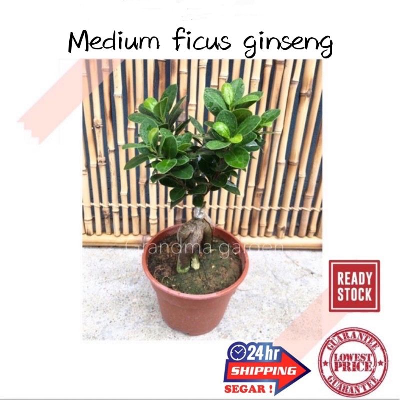 (GG real plant) medium ficus ginseng ^ pokok bonsai hidup hiasan rumah