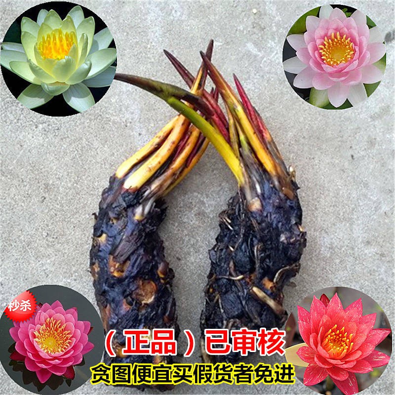 Lotus seed/ Mattomella Roots with Bud Press Plant Fish Tank Pool ...